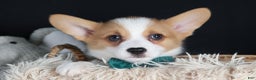Welsh Corgi Pembroke dogs for sale: Hunter - Ad 25