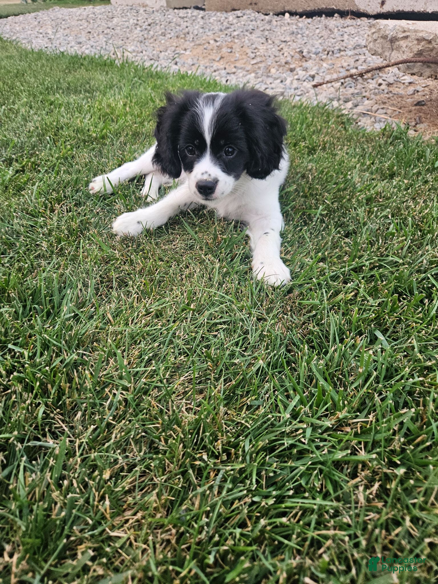 Mixed Breed dogs Rory - Ad 1
