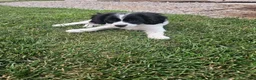 Mixed Breed dogs for sale: Rory - Ad 1
