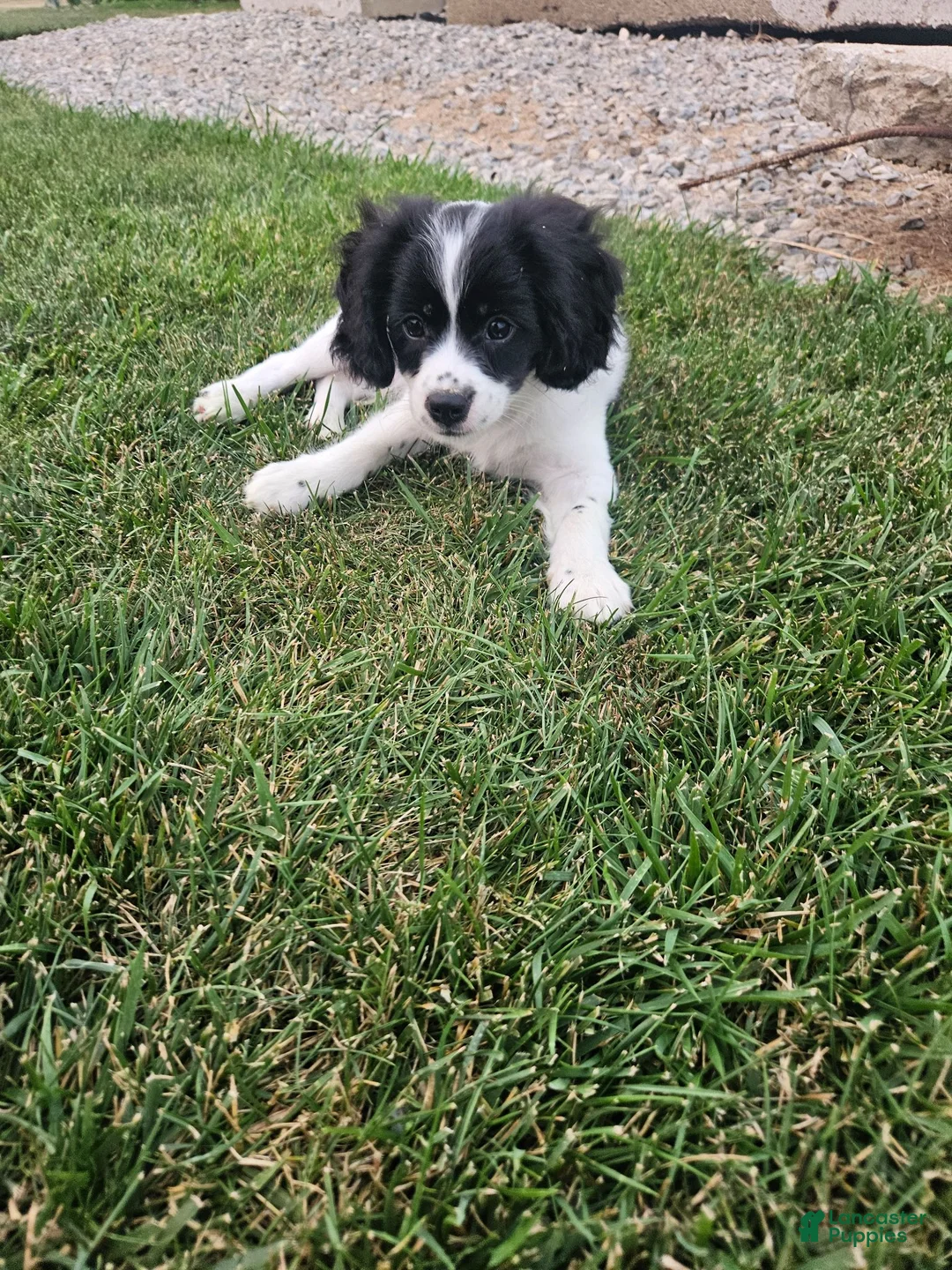 Mixed Breed dogs for sale: Rory - Ad 1