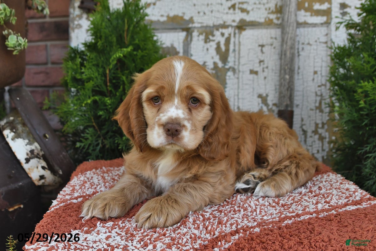 Cocker Spaniel dogs Peanut - Ad 2