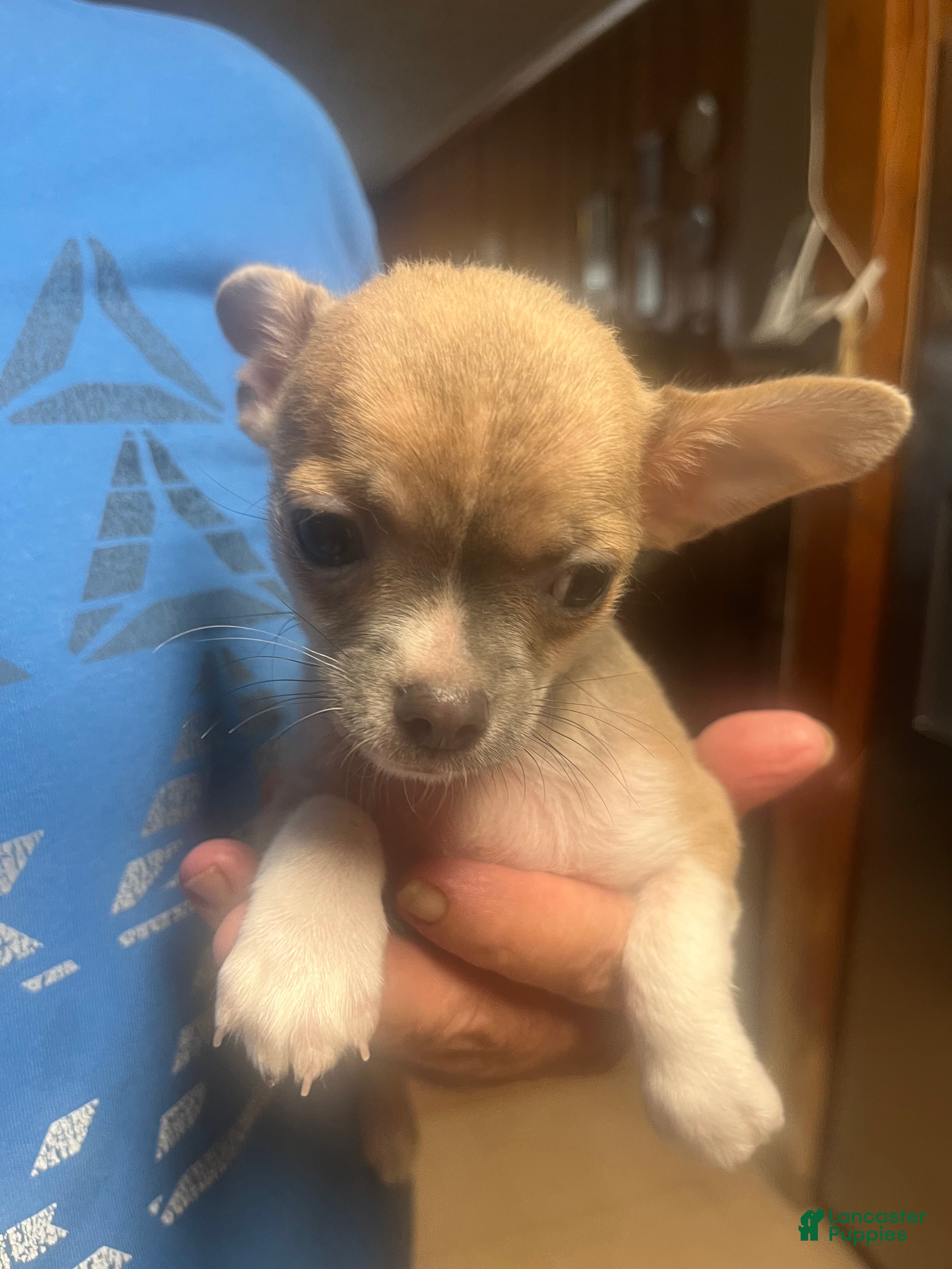 Chihuahua dogs Chihuahua 1 - Ad 2