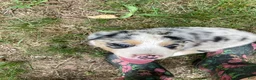 Australian Shepherd dogs for sale: Wolfie  - Ad 3