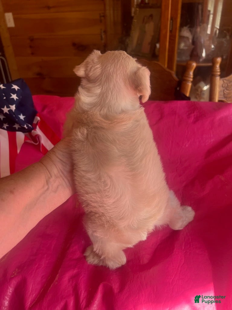 Miniature Schnauzer dogs for sale: Mercy (Wheaten, 4 white paws, double crystal blue eyes) - Ad 1