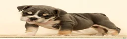 English Bulldog dogs for sale: Captain - Ad 5