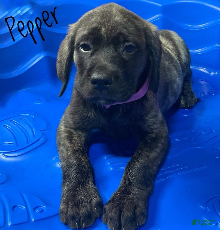 English Mastiff dogs for sale: Pepper - Ad 3