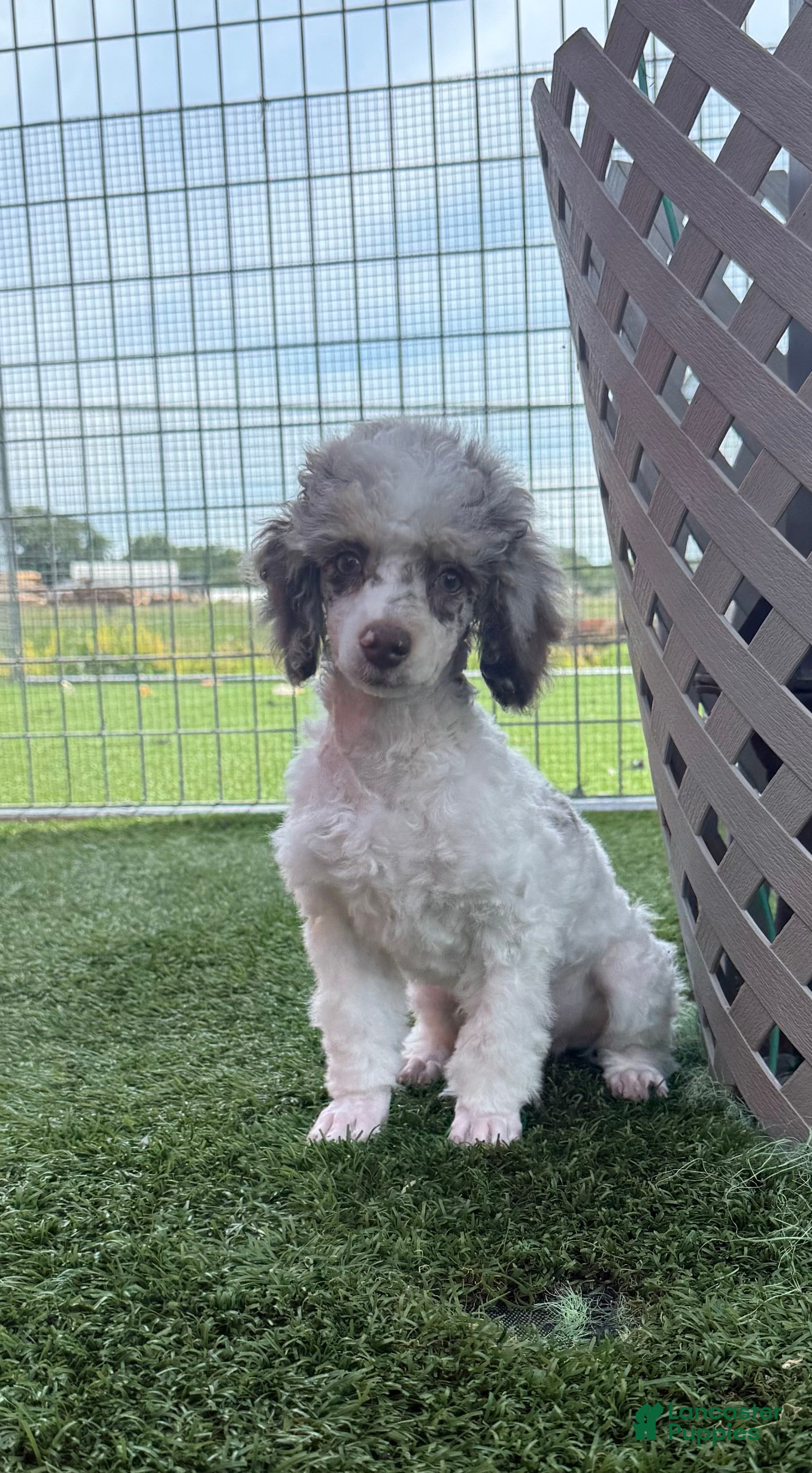 Miniature Poodle dogs for sale: Granite Miniature Poodle Puppy  - Ad 3