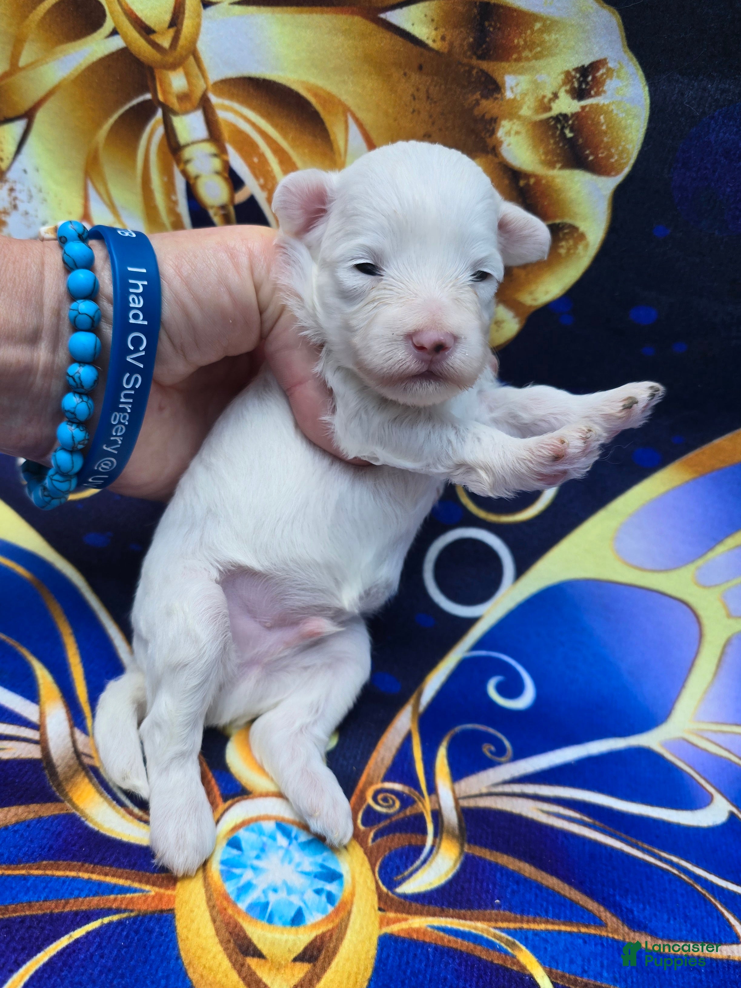 Maltipoo dogs Lynx  - Ad 26