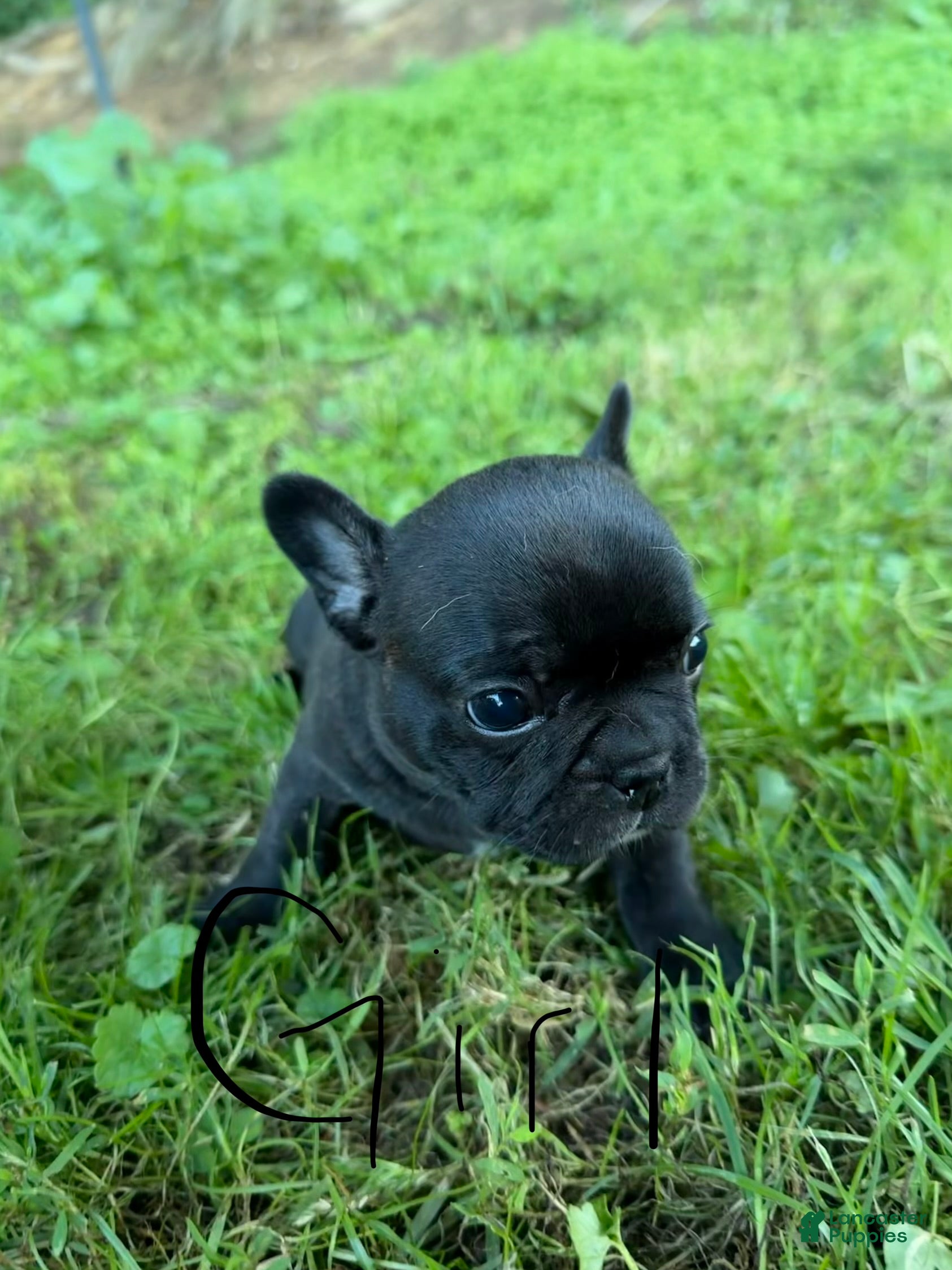 French Bulldog dogs French Bulldog 3 - Ad 17