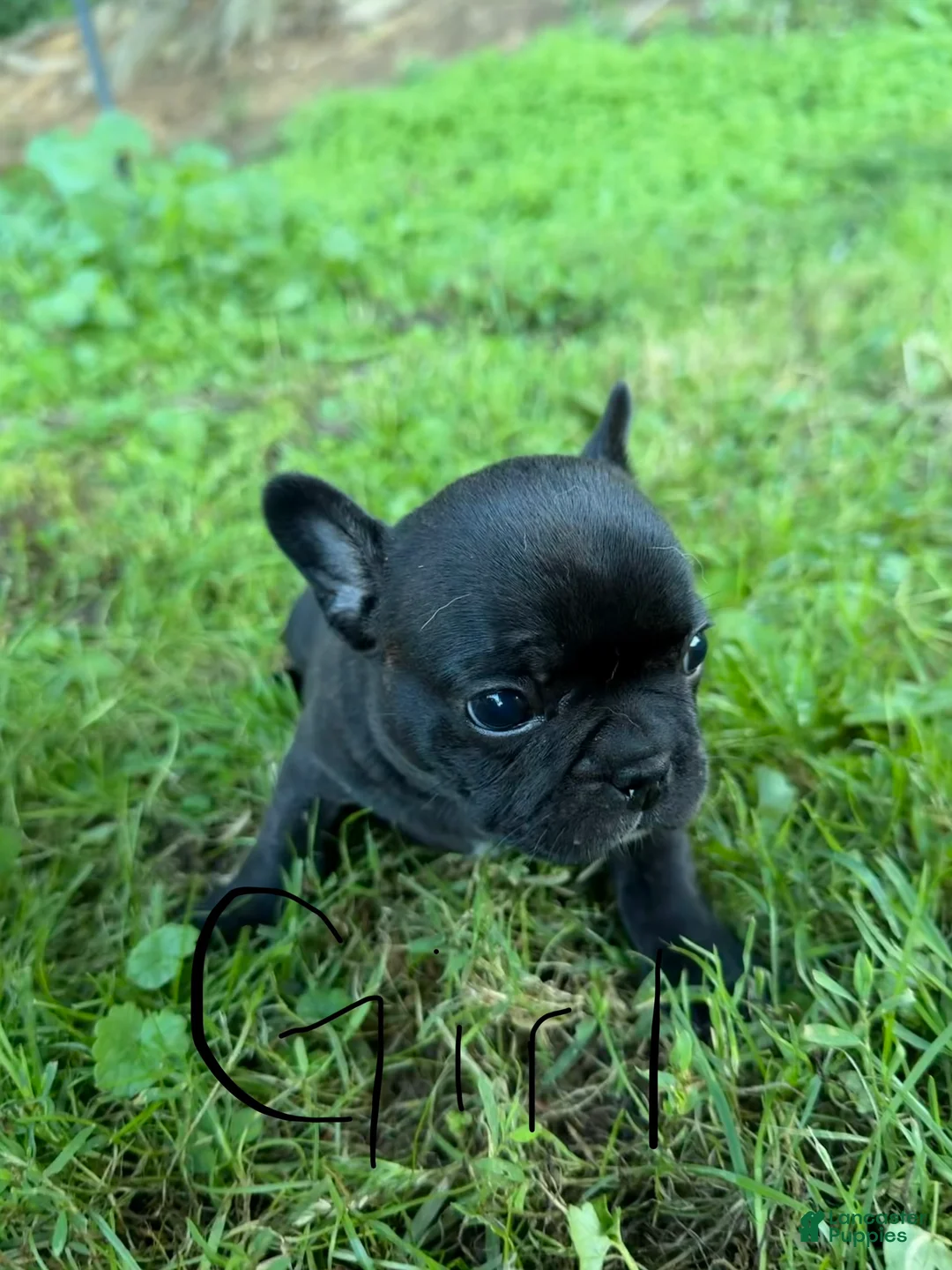 French Bulldog dogs for sale: French Bulldog 3 - Ad 1