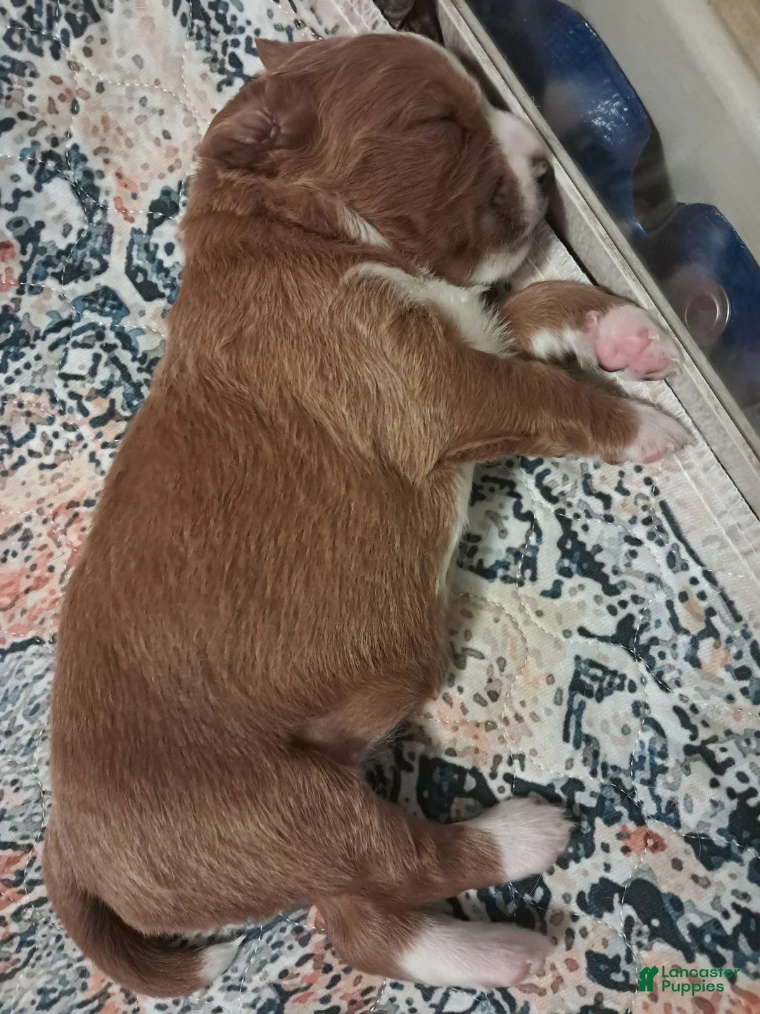 Double Doodle dogs for sale: Esther - Ad 2