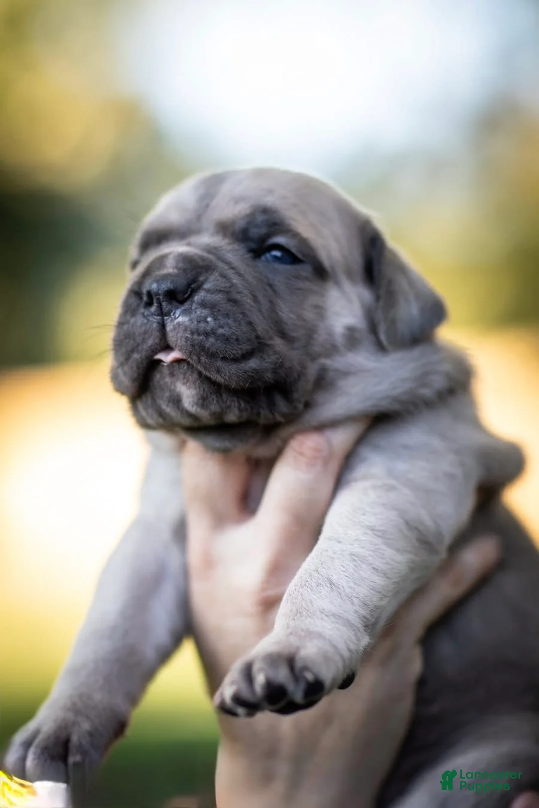 Cane Corso dogs for sale: Midnight Groove’s What’s Going On-Marvin - Ad 2