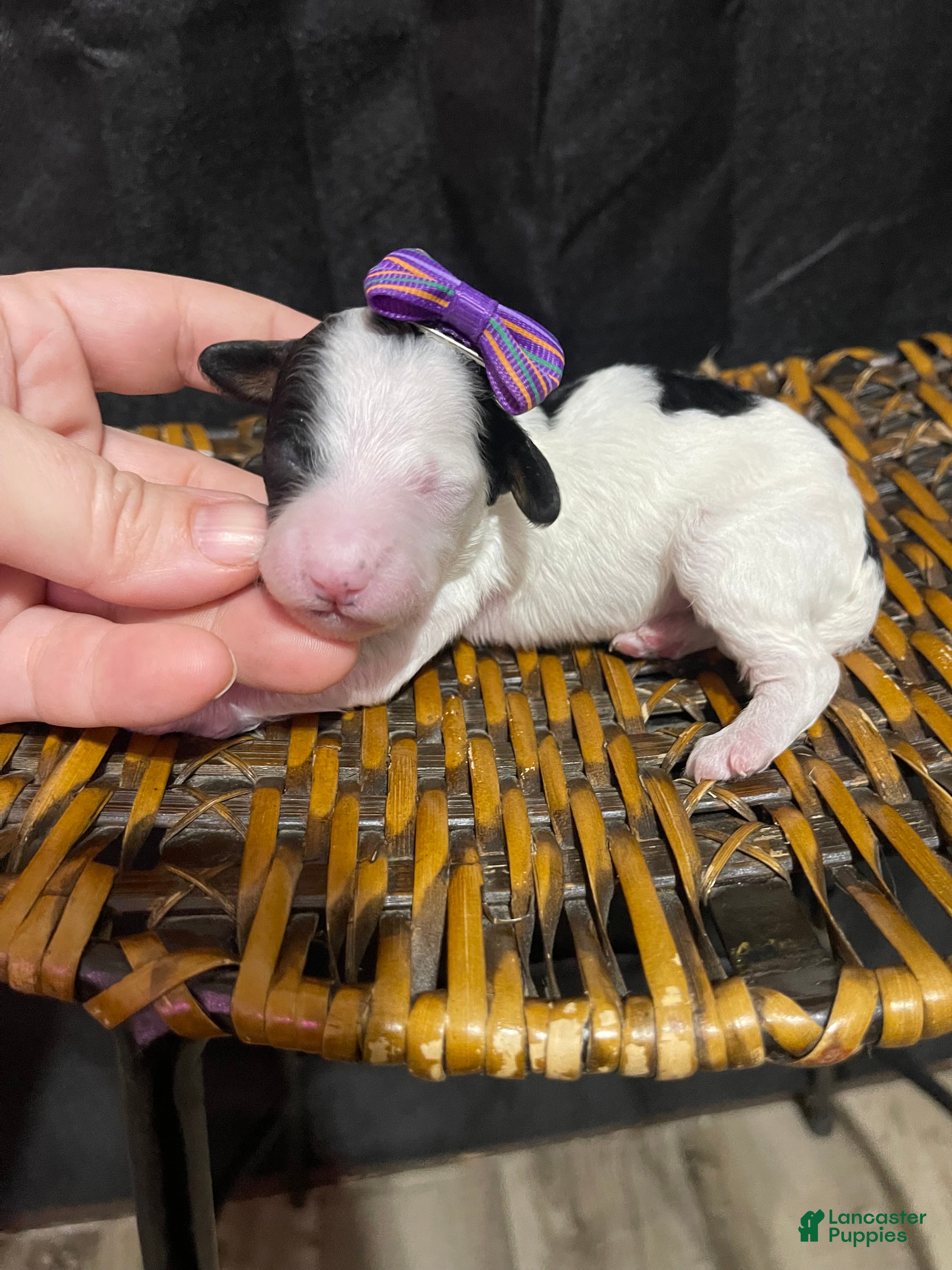 Miniature Poodle dogs Akc Clear Purple Bow - Ad 2