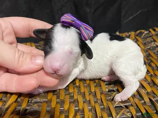 Miniature Poodle dogs Akc Clear Purple Bow - Ad 2