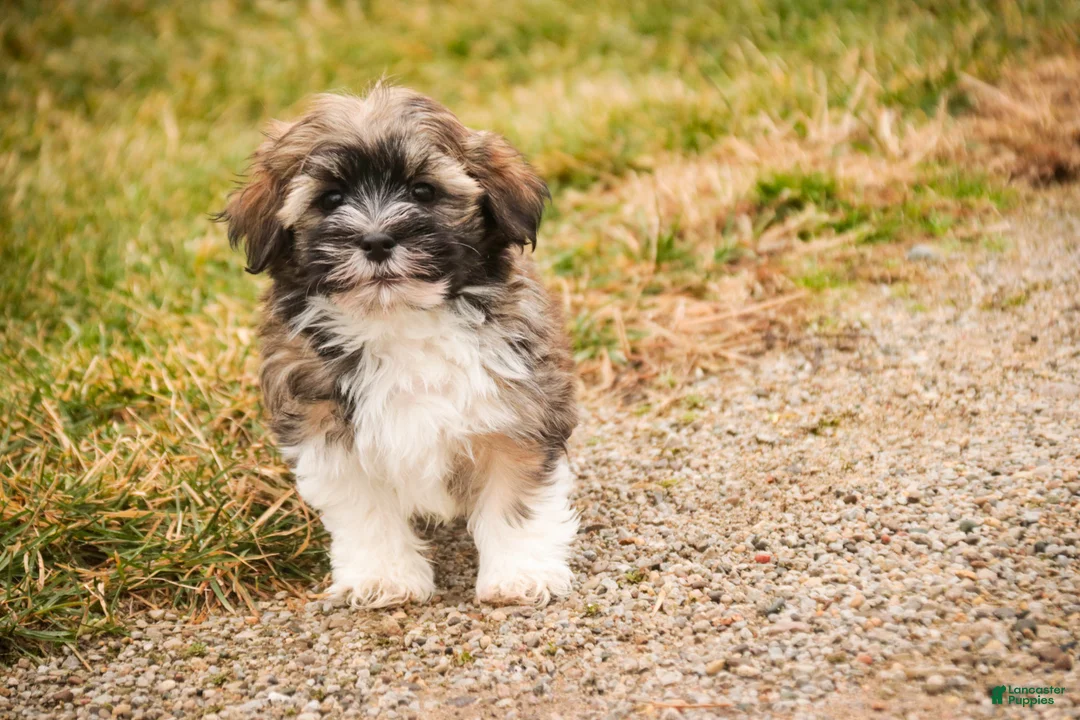 Havanese dogs for sale: Rambo - Ad 4