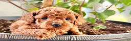 Toy Poodle dogs for sale: Remi  - Ad 3