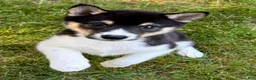 Shiba Inu dogs for sale: Shiba Inu Male - Ad 13