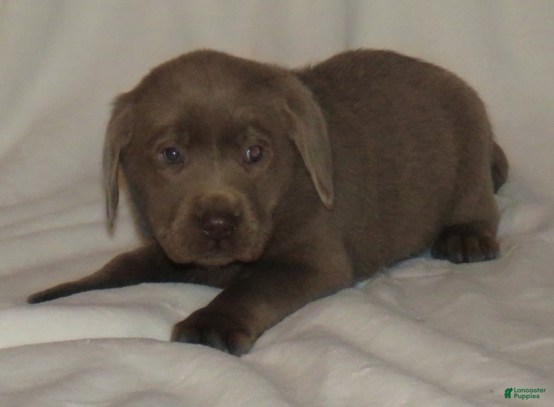 Labrador Retriever dogs for sale: Miles - Ad 2