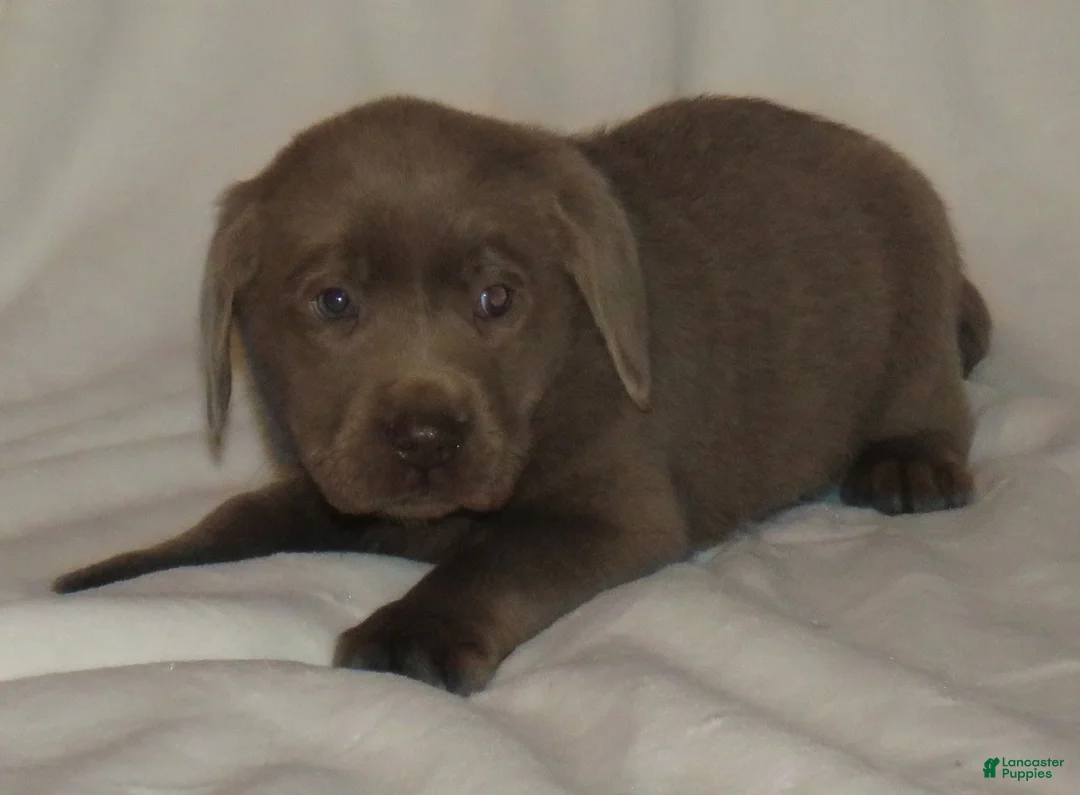 Labrador Retriever dogs for sale: Miles - Ad 7