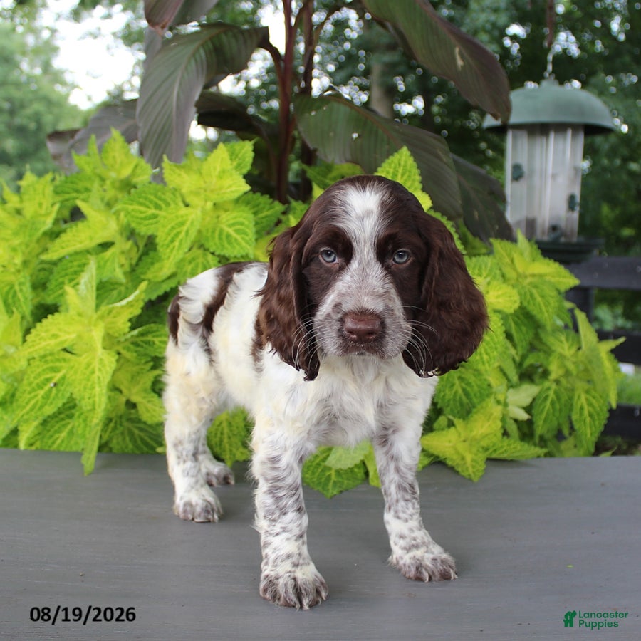 English Springer Spaniel dogs Mooney - Ad 2