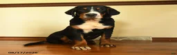 Greater Swiss Mountain Dog dogs for sale: Keller - Ad 1