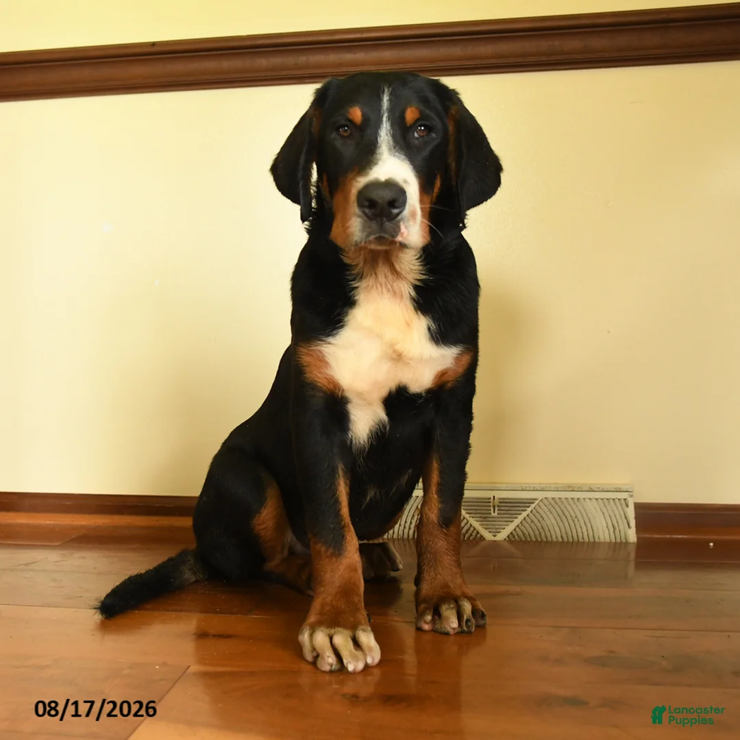 Greater Swiss Mountain Dog dogs for sale: Keller - Ad 1