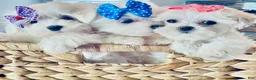 Maltese dogs for sale: Teacup Lily - Ad 4