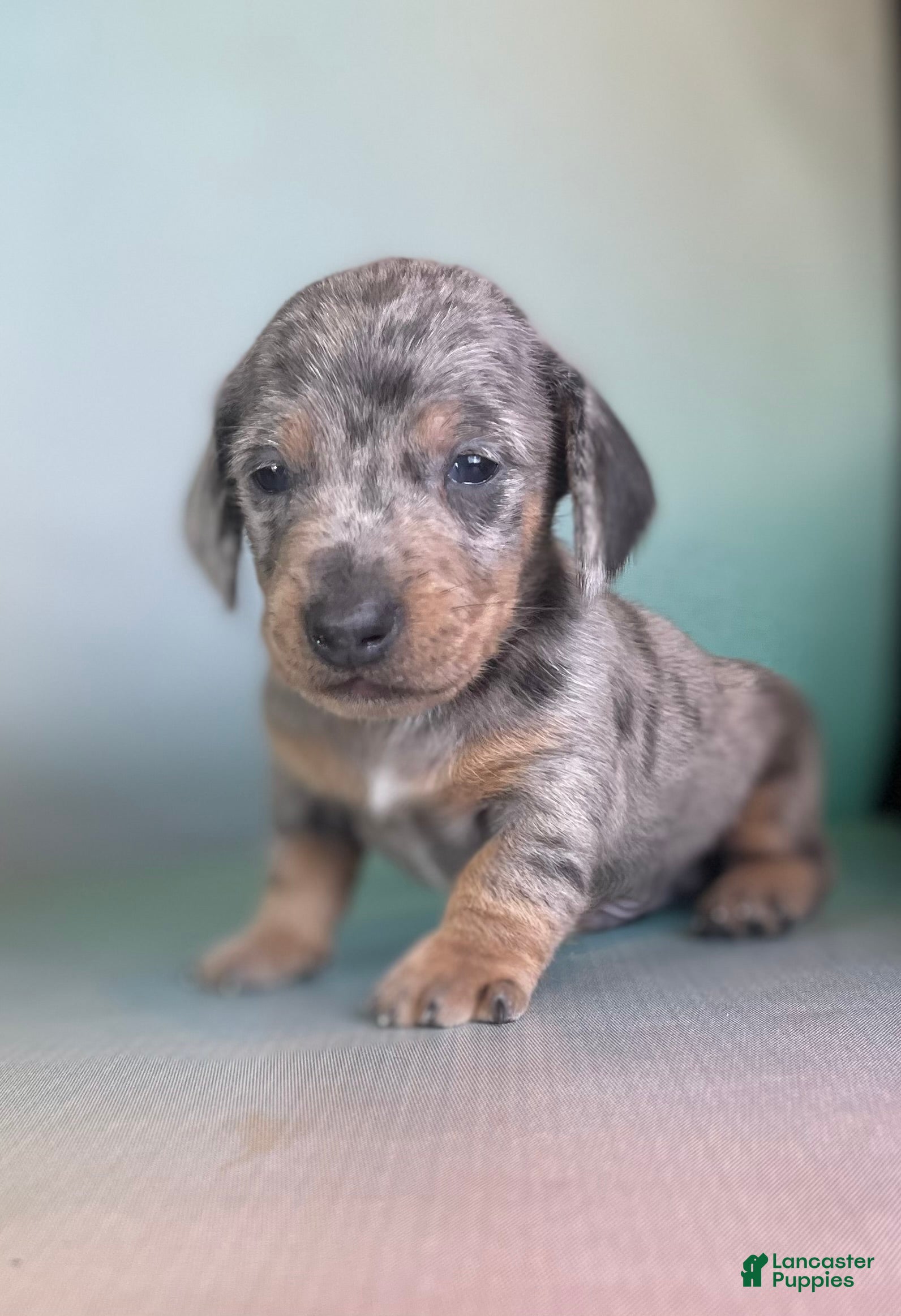Miniature Dachshund dogs AKC Kasey SH DNA - Ad 40