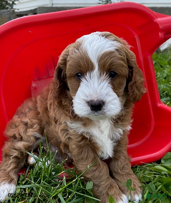 Cavapoo dogs Wallace - Ad 2