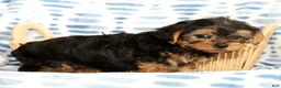 Yorkshire Terrier dogs for sale: Addy - Ad 5