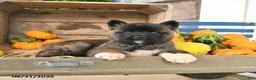 Akita dogs for sale: Nakoda - Ad 5