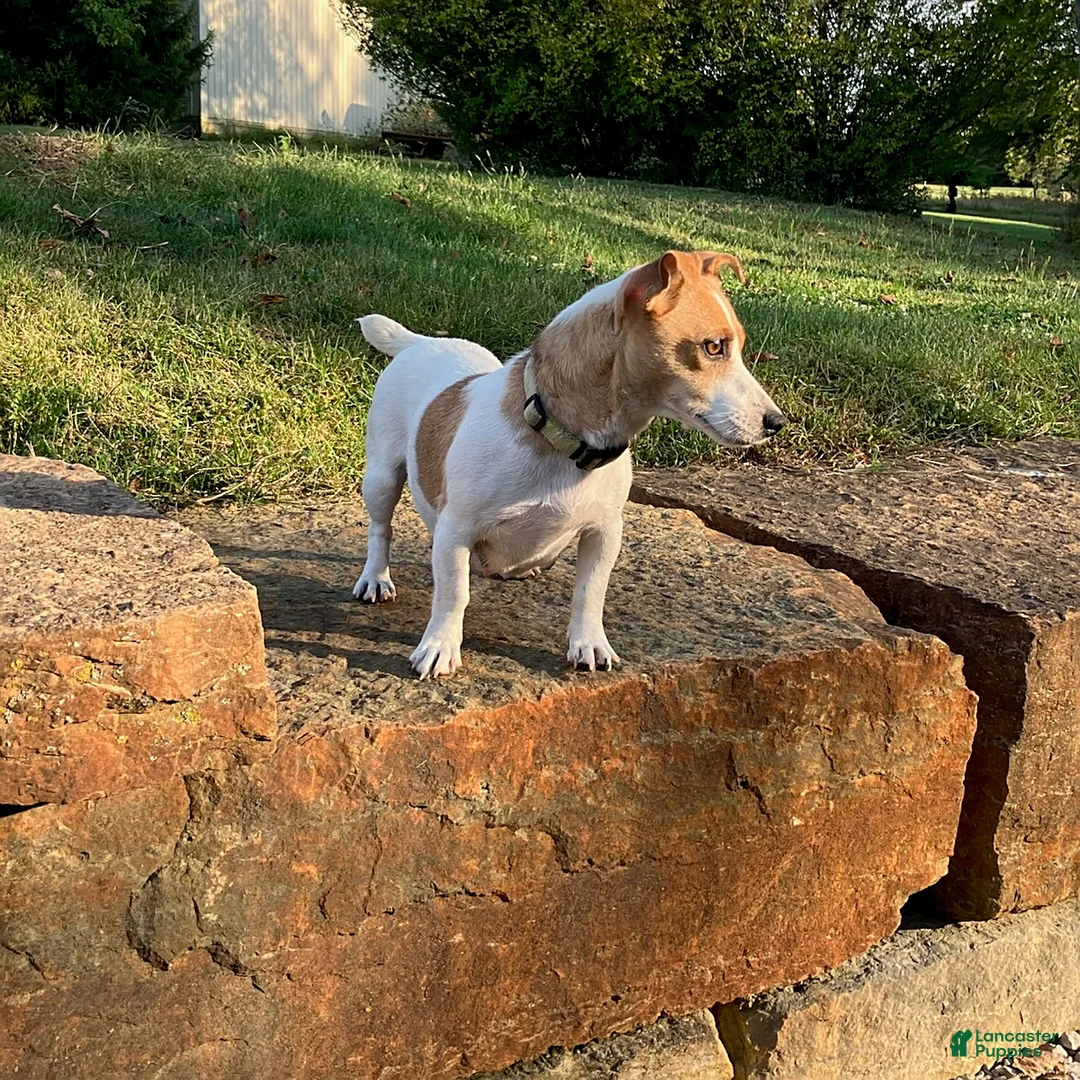 Jack Russell Terrier dogs for sale: Olive  - Ad 5