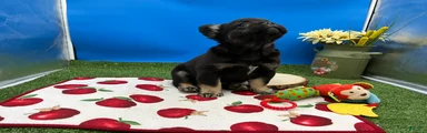 French Bulldog 2