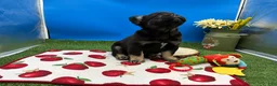 French Bulldog dogs for sale: French Bulldog 2 - Ad 1