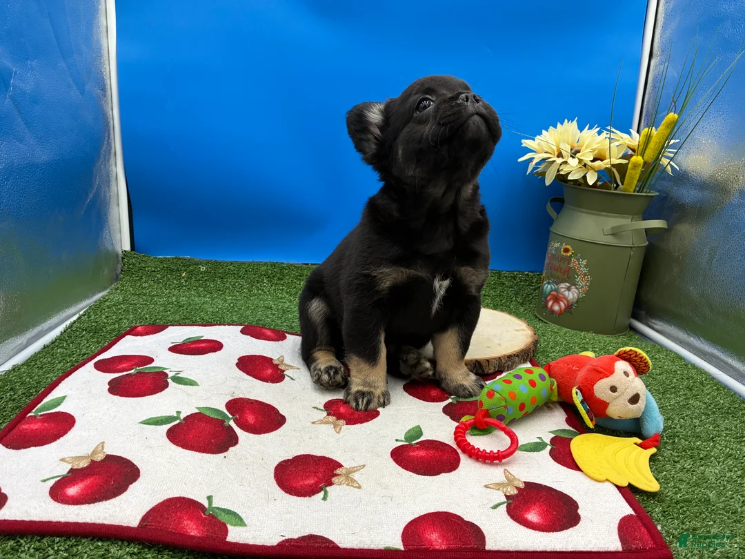 French Bulldog dogs for sale: French Bulldog 2 - Ad 1