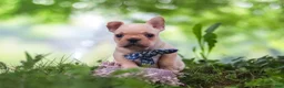 French Bulldog dogs for sale: Cody - Ad 8