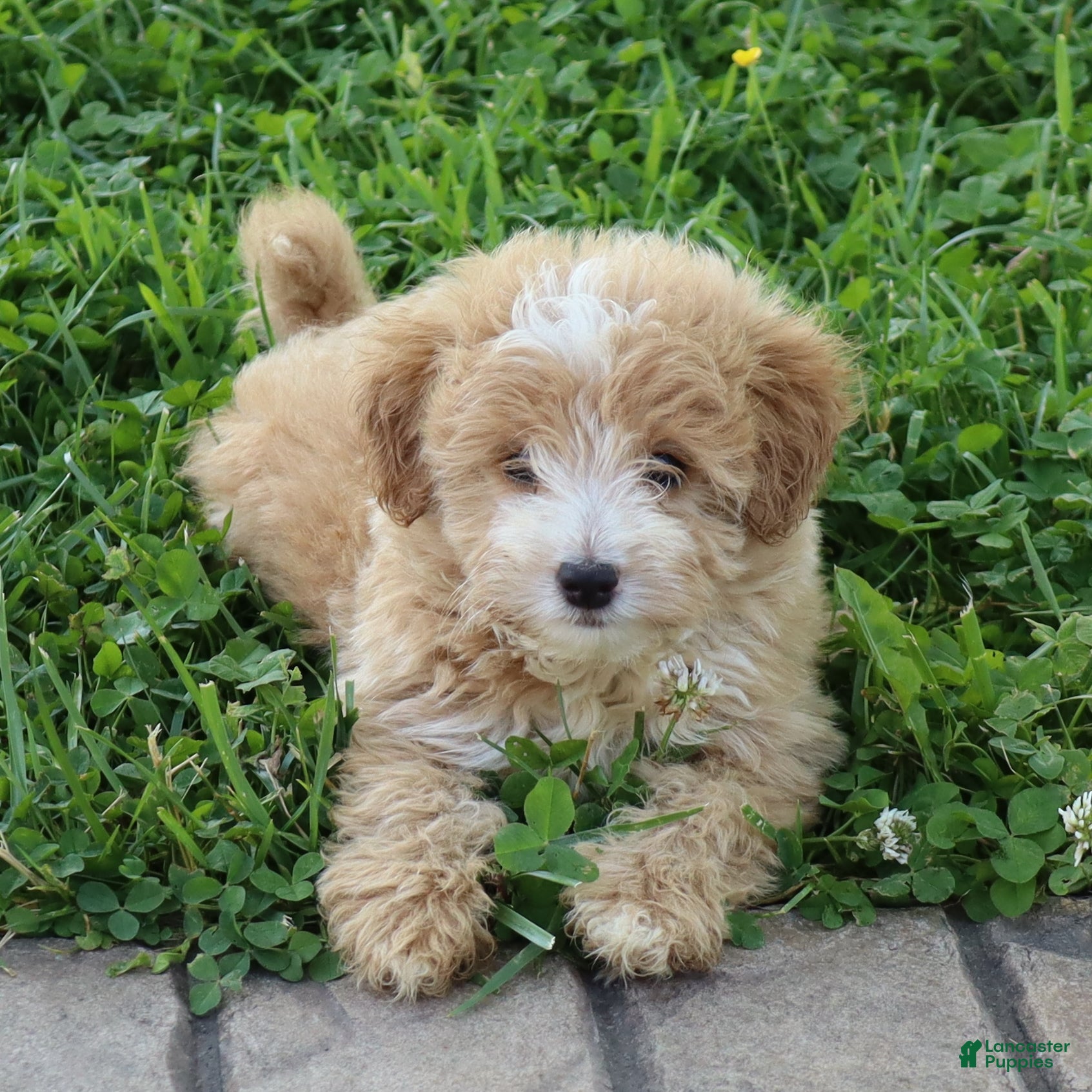 Mini Goldendoodle dogs Jamie - Ad 1