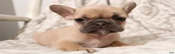 French Bulldog dogs for sale: Link - Ad 14