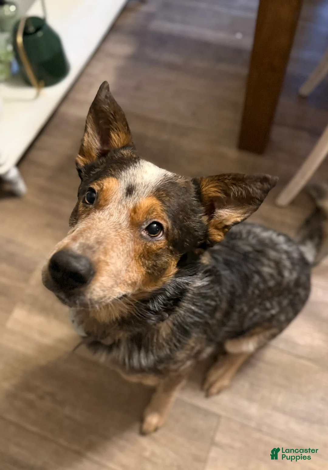 Australian Cattle Dog dogs for stud: Duff & Archer - Ad 5