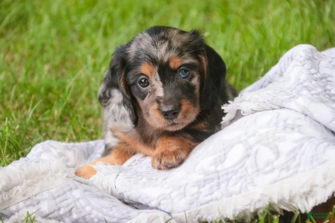 Miniature Dachshund dogs for sale: Avonlea Miniature Dachshund  - Ad 2