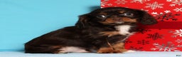 Cavalier King Charles Spaniel dogs for sale: Jingle - Ad 1
