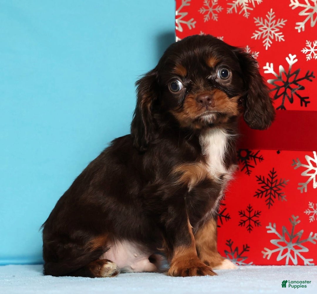 Cavalier King Charles Spaniel dogs for sale: Jingle - Ad 1