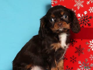 Cavalier King Charles Spaniel dogs Jingle - Ad 36