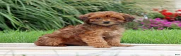 Yorkiepoo dogs for sale: Cinnamon - Ad 7