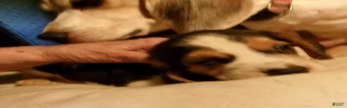 Beagle 3