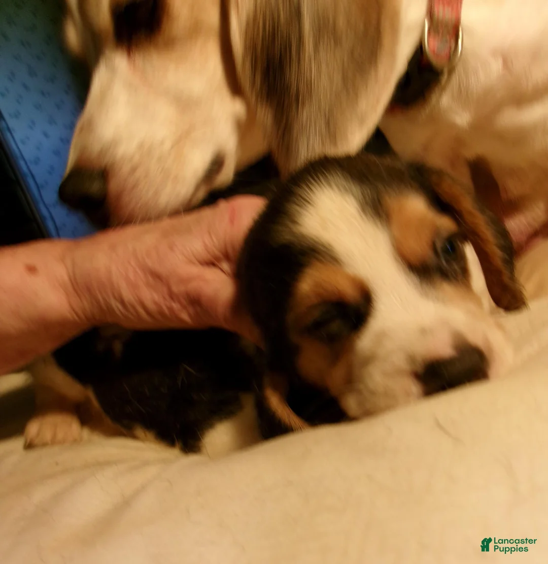 Beagle dogs for sale: Beagle 3 - Ad 1