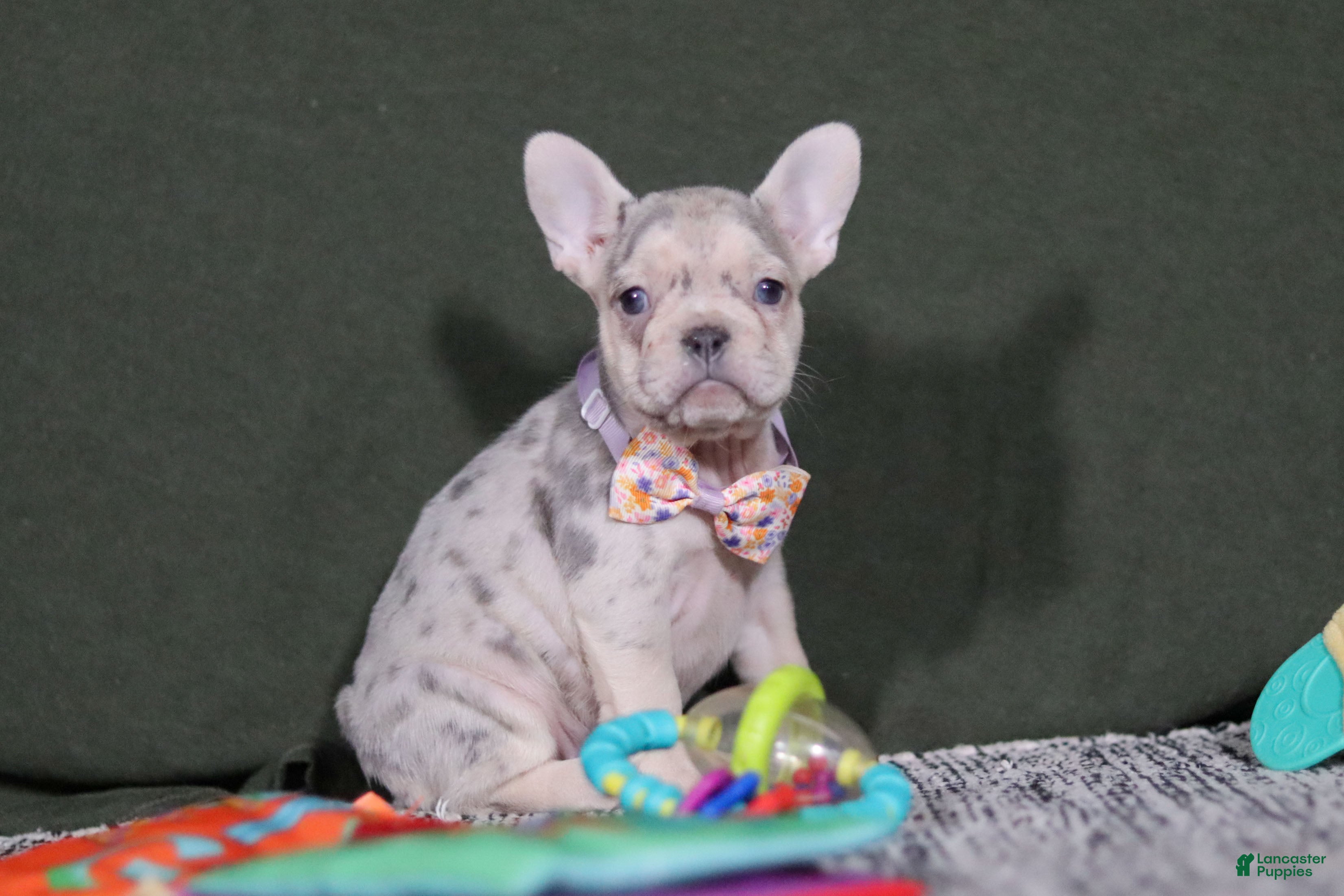 French Bulldog dogs Jayla - Ad 28