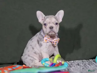 French Bulldog dogs Jayla - Ad 41