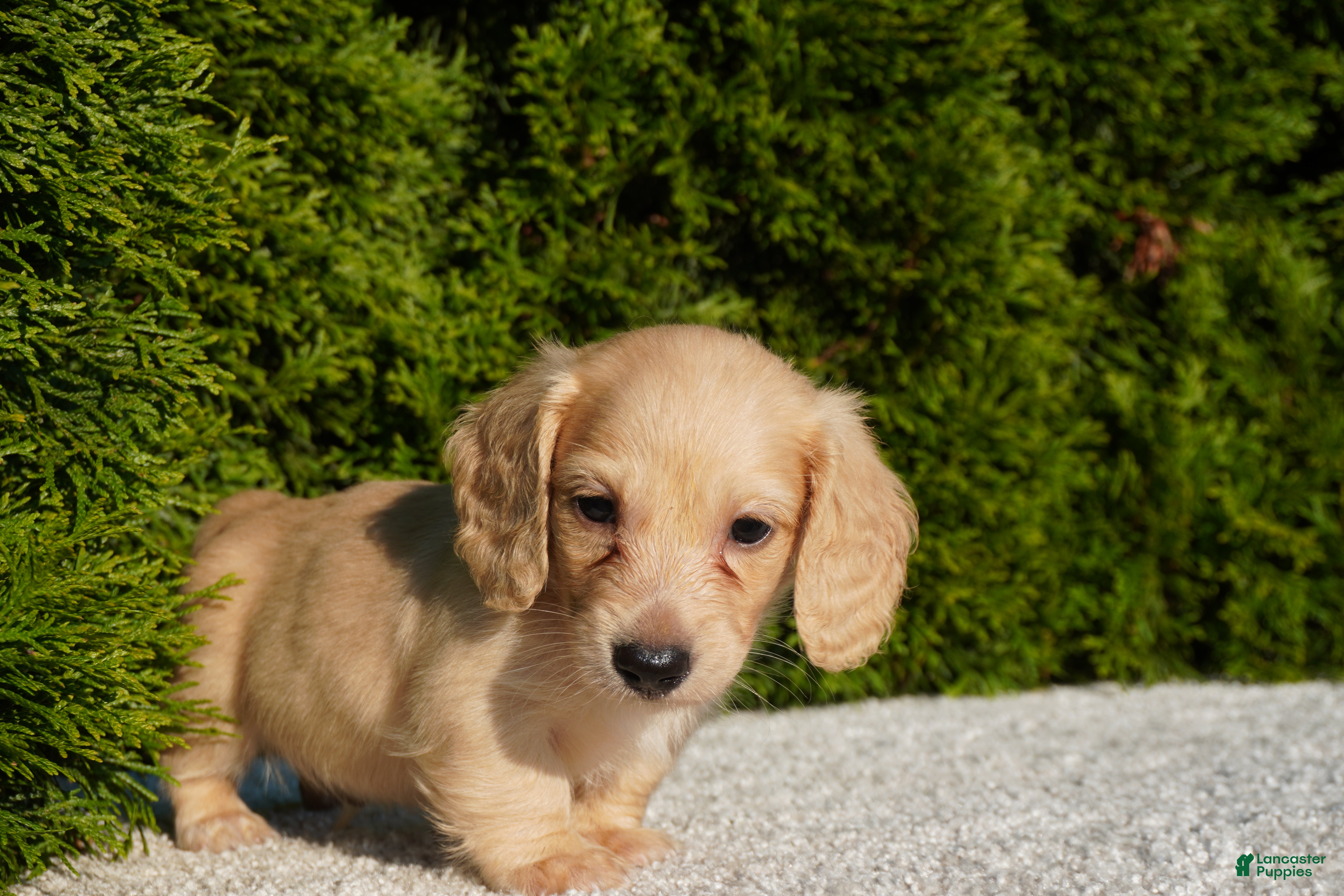 Miniature Dachshund dogs Dexter AKC - Ad 2
