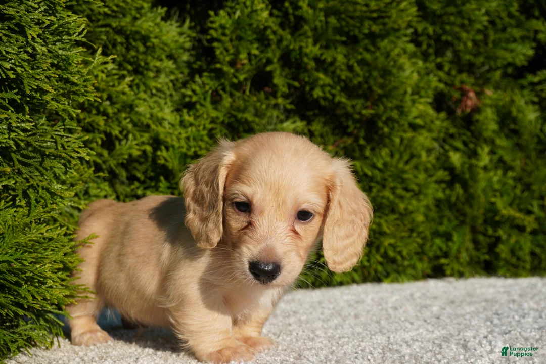 Miniature Dachshund dogs for sale: Dexter AKC - Ad 2
